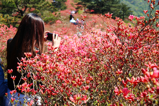 湖北麻城杜鵑花海
