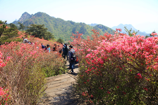 龜山杜鵑花海
