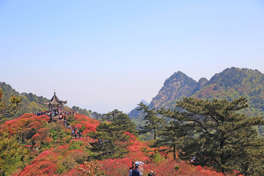 龜山杜鵑花海