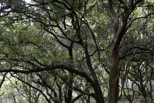 小公園破敗小公園小樹林
