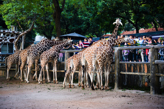 動(dòng)物園長頸鹿