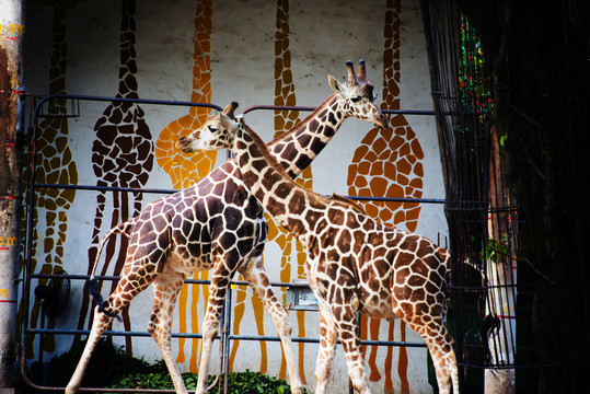 動(dòng)物園長(zhǎng)頸鹿