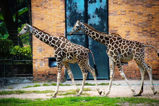 動物園長頸鹿