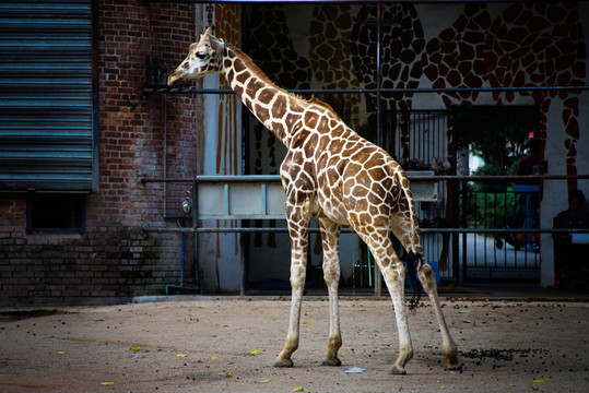 動物園長頸鹿