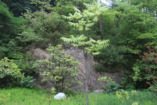 伯樂樹