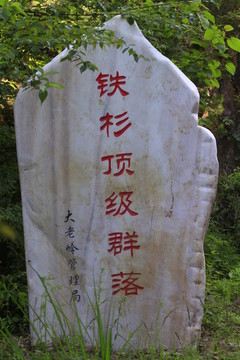 豬槽溝鐵杉頂級群落