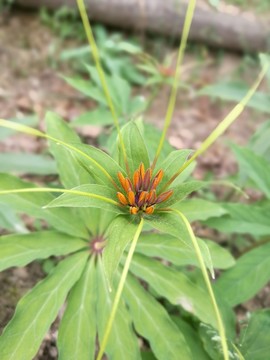 七葉一枝花