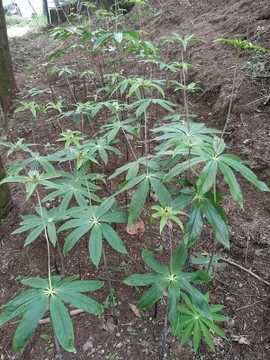 七葉一枝花基地