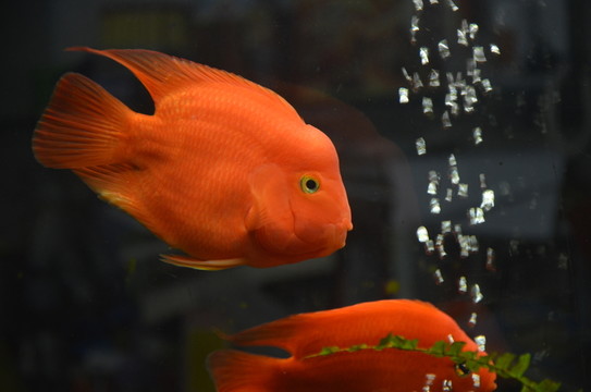 鸚鵡魚