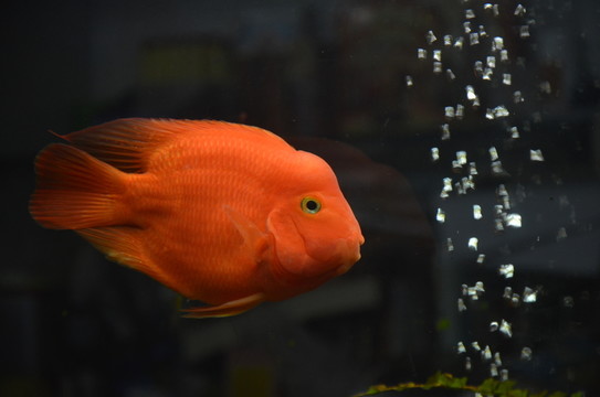 鸚鵡魚
