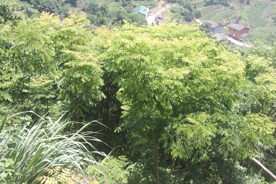 植被恢復(fù)項(xiàng)目