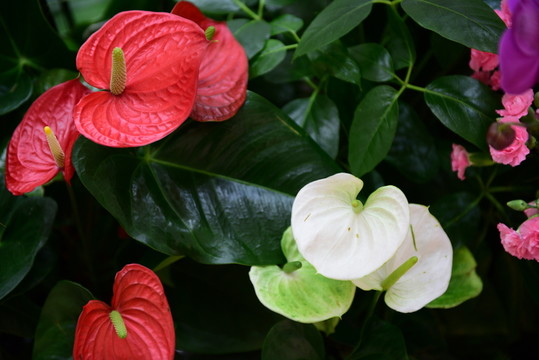 鮮花背景墻