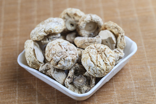 野生白圓菇
