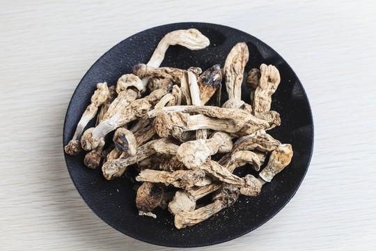 野生雞腿菇