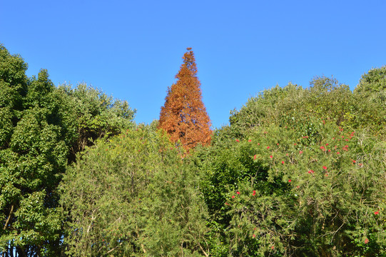 紅杉樹