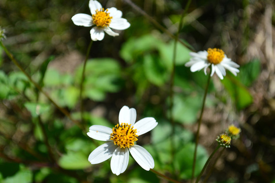 小白花