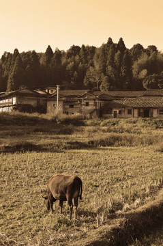 農(nóng)村老照片