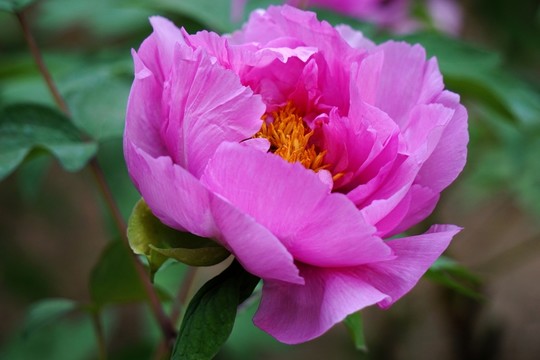 國(guó)色天香