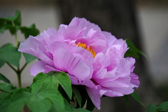 國(guó)色天香