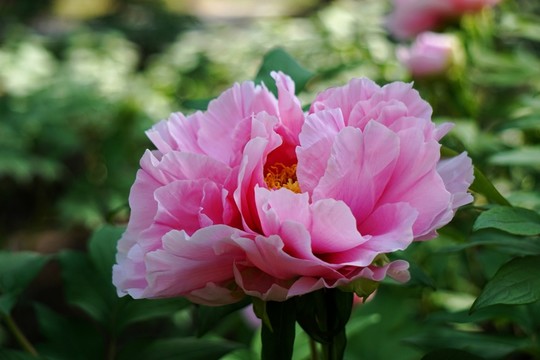 國(guó)色天香