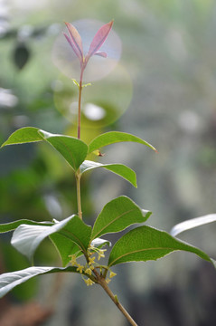 桂花