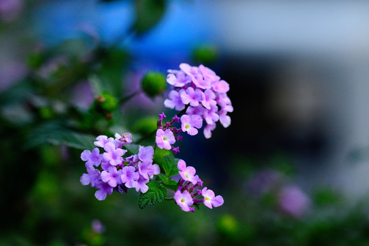 紫色小花