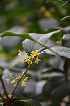 桂花