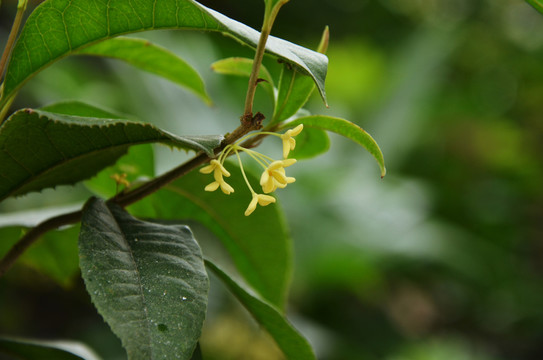 桂花
