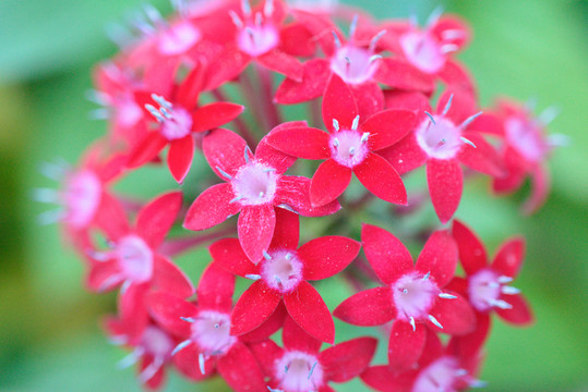 紅色花球