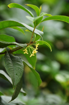 桂花