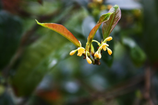 桂花