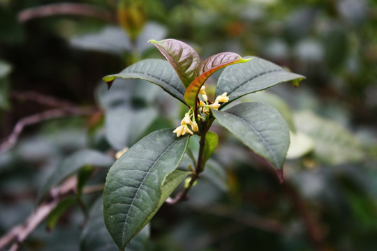 桂花