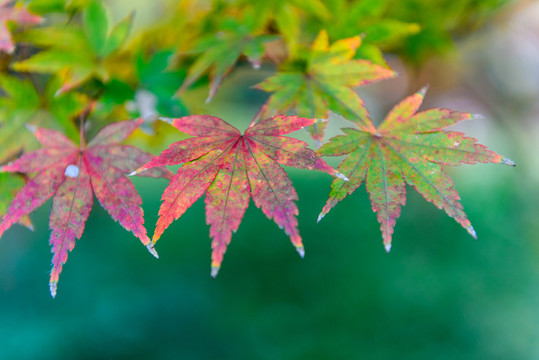紅楓 紅葉