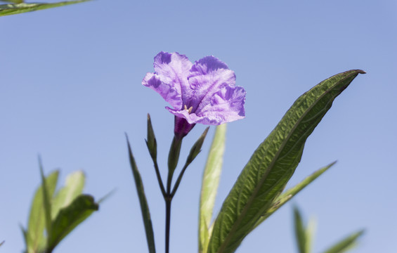 紫花扶桑
