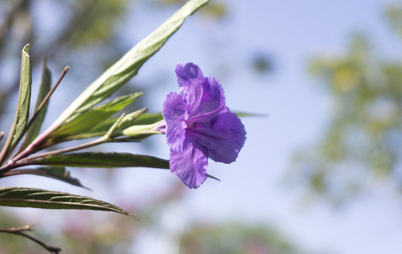 紫花扶桑