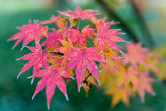 紅楓 紅葉