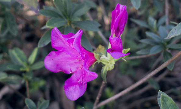 杜鵑花