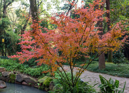 紅葉 紅楓