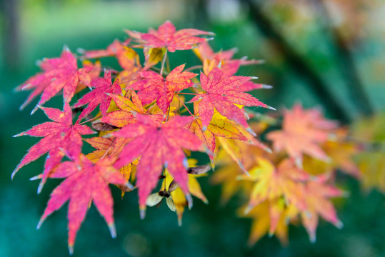 紅楓 紅葉