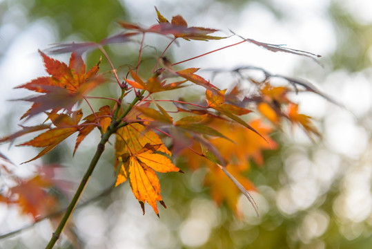 紅楓 紅葉
