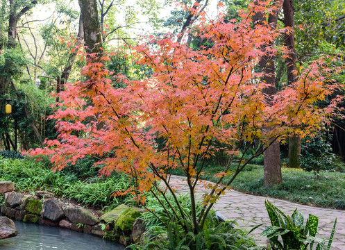 紅葉 紅楓