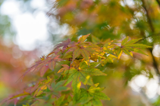 紅楓 紅葉