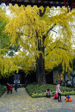 三蘇祠古銀杏