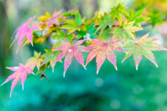 紅楓 紅葉