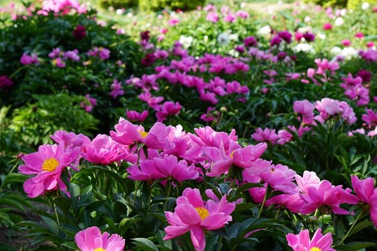 芍藥花