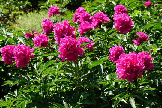 芍藥花