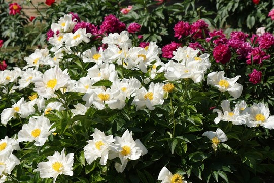 芍藥花