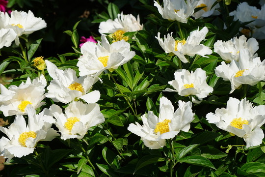 芍藥花