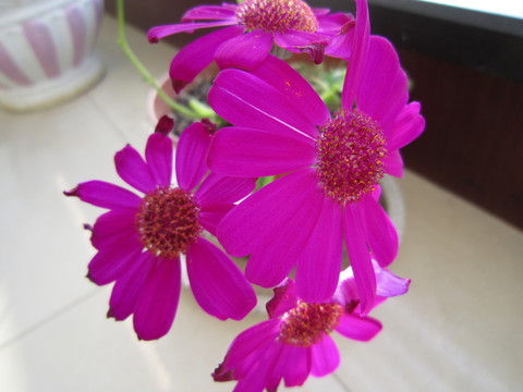 秀美富貴菊