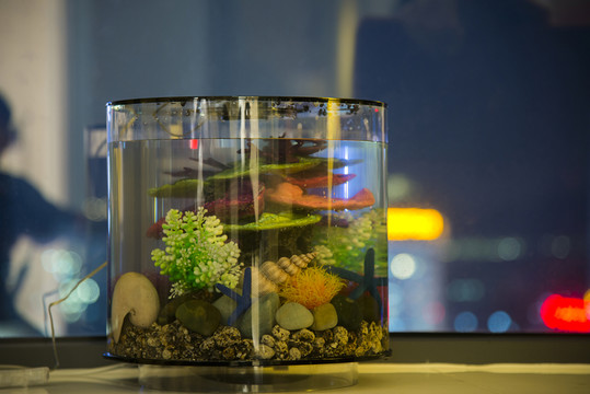 魚缸
